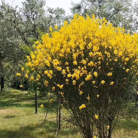 Podere San Pierino Apartament Montelupo Fiorentino