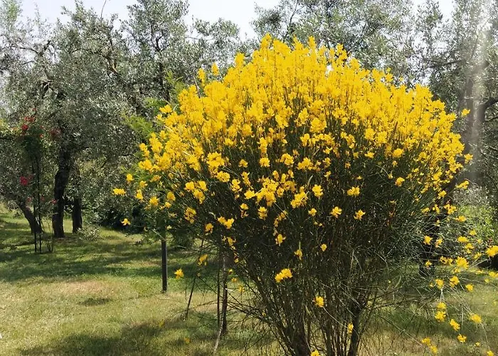 Podere San Pierino 公寓 蒙特鲁朴·菲奥伦蒂诺